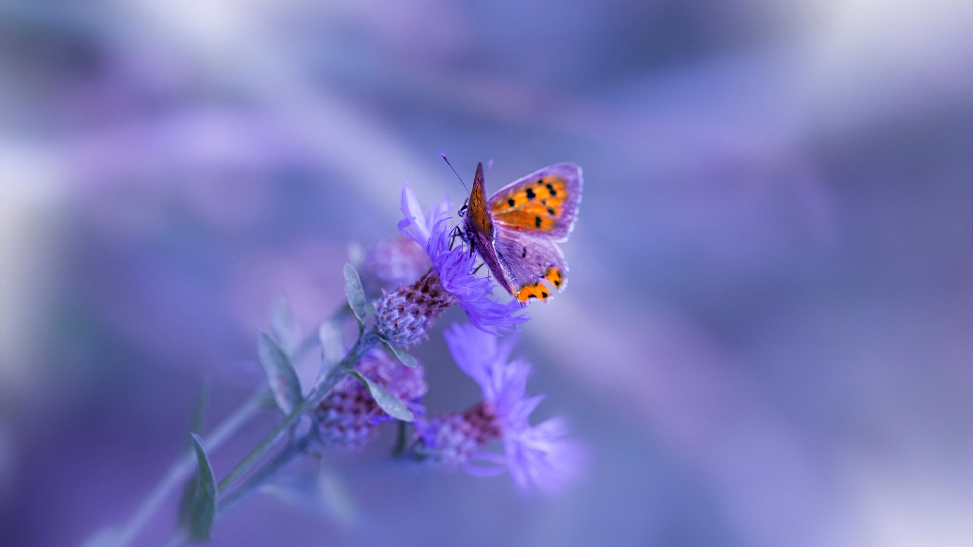 翼锋内切释放边卫冲击力,锋翼有多大